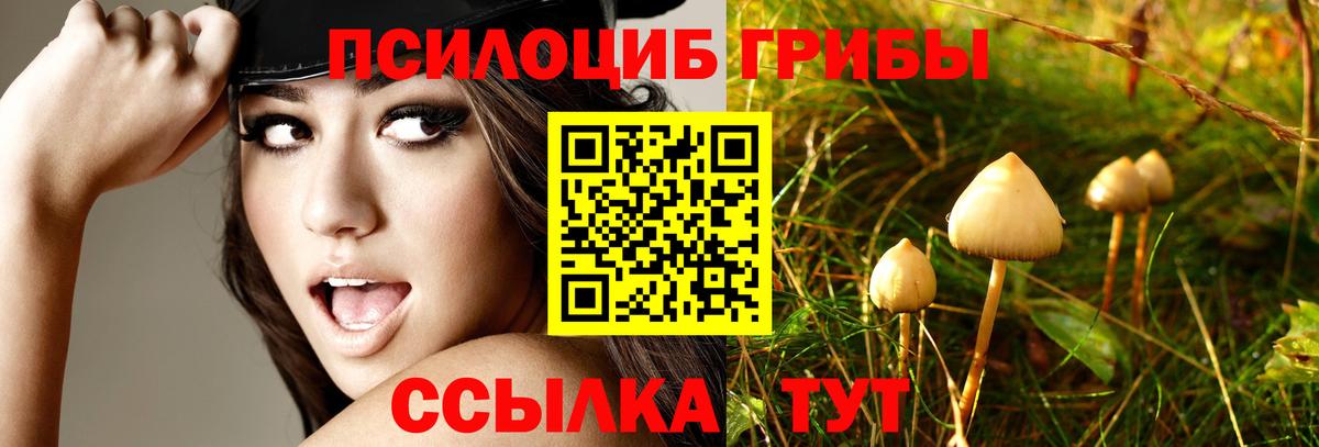 Псилоцибиновые грибы Psilocybe Богородск